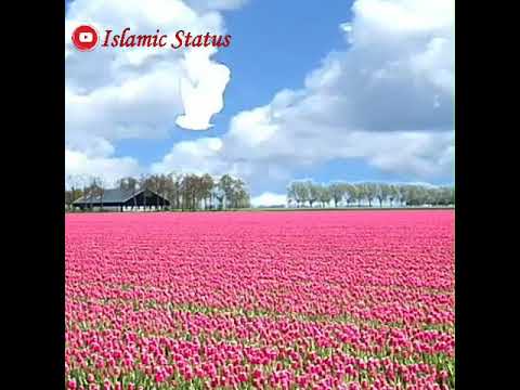Tilawat | Aj ka Beautiful Status 32 | Islamic Status