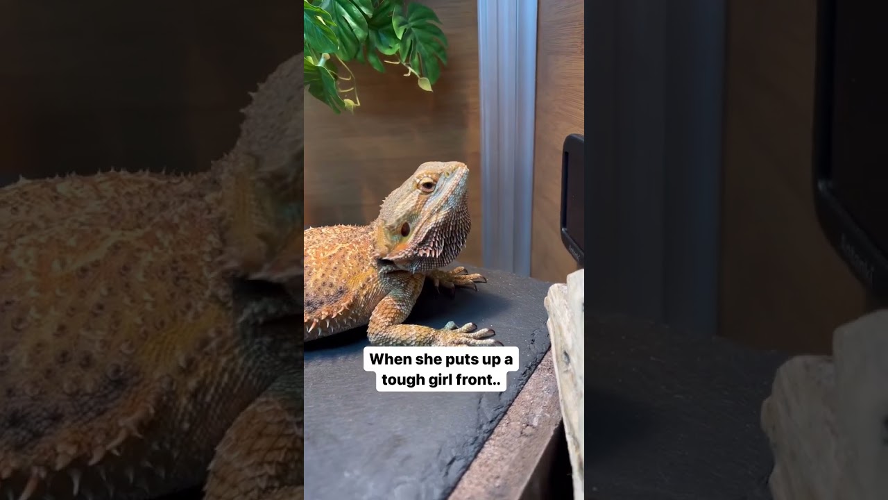 She loves to stretch her beard and make her presence known