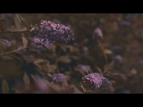 Watch eli. - distant (official audio) on YouTube Watch eli. - distant (official audio) on YouTube