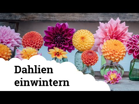 Video: Wann man im Herbst Dahlien gräbt und wie man sie lagert