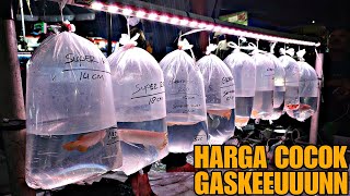 HARGA COCOK LANGSUNG GASKEEUUUNN !!! UPDATE HARGA IKAN PREDATOR DAN TANKMATE DI JATINEGARA TERBARU