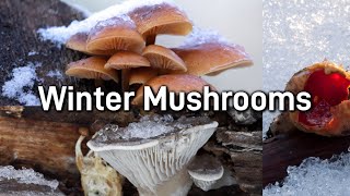 My Top 5 Winter Mushrooms
