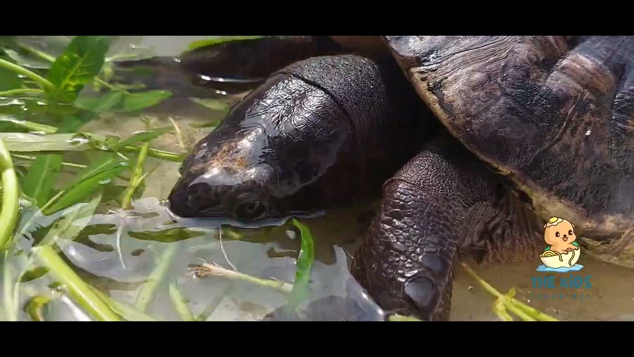Turtles eat kale fresh from the garden, in natural sounds turtles 