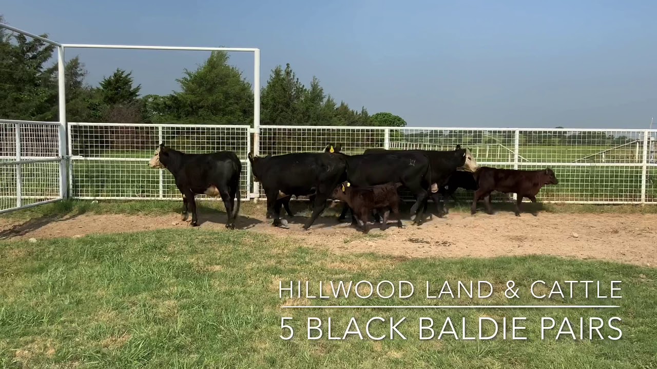 Hillwood Land & Cattle 5 Head Of Black Baldie Pairs YouTube