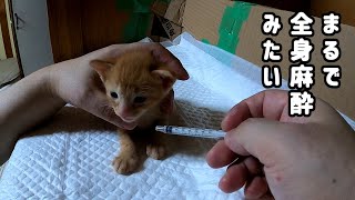 This is the reaction of a sleepy kitten who took a cold medicine that he hates. by あいねこ.Aineko 2,646 views 4 weeks ago 5 minutes, 41 seconds