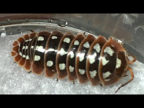 FOUR GORGEOUS A. Klugii Morph Isopods!
