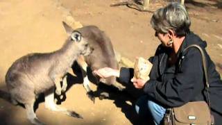 Wanda feeds kangaroo.AVI