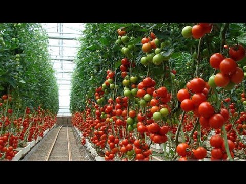 Video: Las mejores variedades de tomate autopolinizado para invernadero