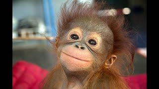 Baby Orangutans Love Playtime!