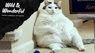 Fat Cat Videos That will make you Laugh