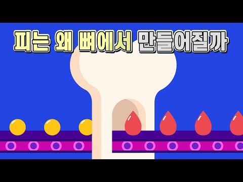 피가 뼈에서 만들어지는 이유