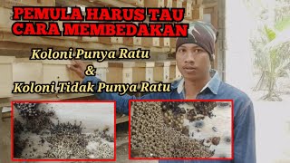 cara membedakan lebah trigona tidak punya ratu dan yang punya ratu
