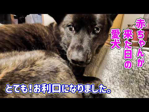 孫ちゃんが遊びに来てくれた日の愛犬の様子 歓迎モードと一層の警備に専念 甲斐犬いち