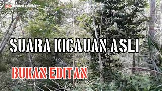SUARA BURUNG KUTILANG DI ALAM LIAR