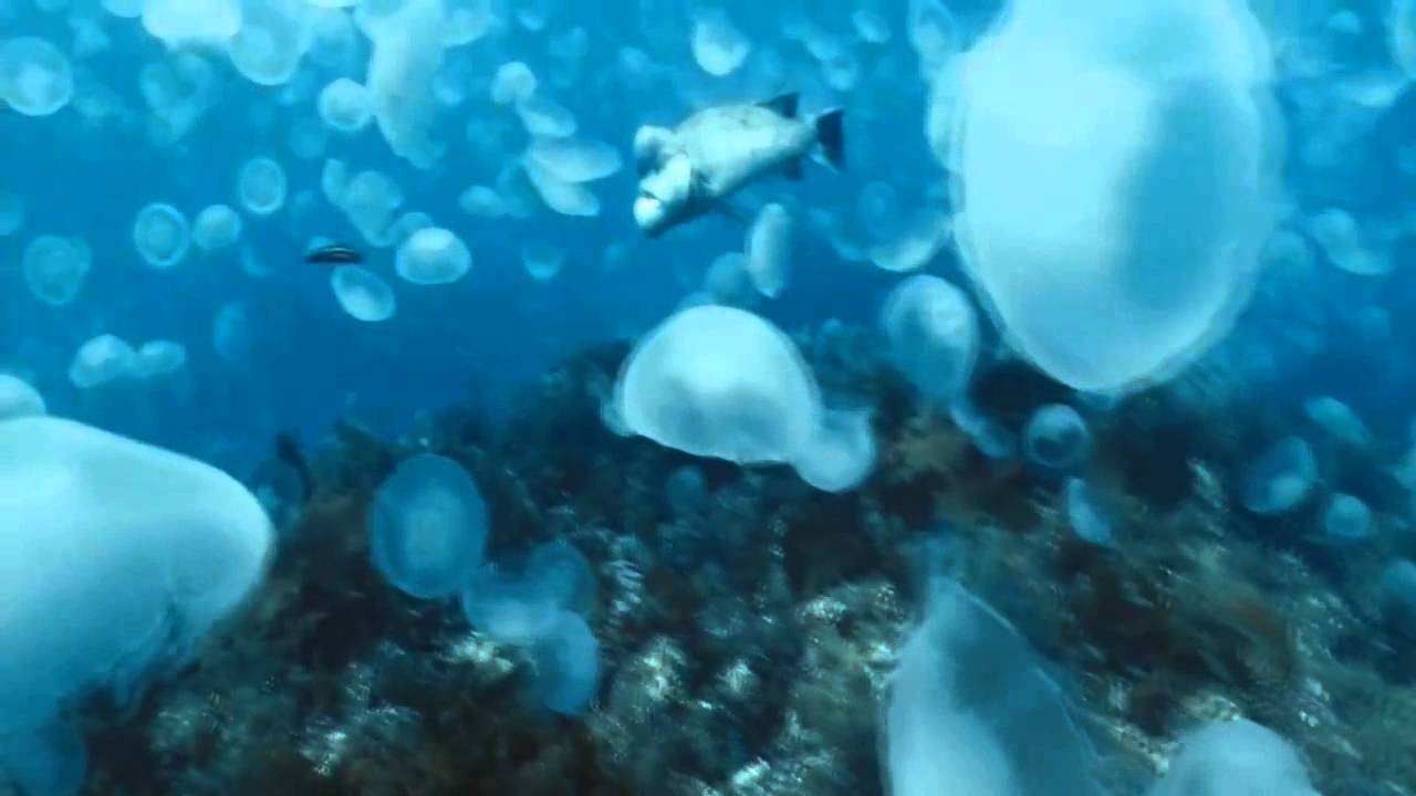 MagicSense Sympho ( K37 Remix )