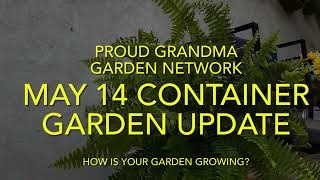 MY CONTAINER GARDEN UPDATE  - June 23, 2026