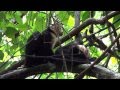 Sights and Sounds of Bosque del Cabo Lodge, Costa Rica Mp3 Song