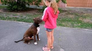 Отзывы на корм практик для собак 🐕 Пибуль Килл