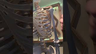 The Bicipital Groove, Bicep Tendon  stability, Humerus bone