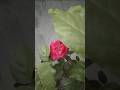 🌞 Subah Ki Taaza Hawa Aur Gulab Ki Khushboo#Aapi ki lif#youtubeshorts#viralsong#gudmorning#RoseFlowe
