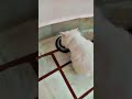 bili ki memory ke bare me fact #pets #cat #animals #risetogreatness317#catsworld #catfamily#catnews