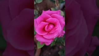 Beautiful Roses ? viral trending youtubeshorts shortvideo love @AMAMAAROSEIOBAGICHA