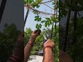 Fresh Karela Harvest from Terrace Garden मेरी छत का ताज़ा करेला #Shorts #trending