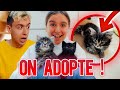 On adopte 2 chatons  surprise pour lilyrose 