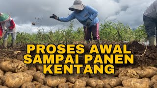 Potato Cultivation from Start to Harvest