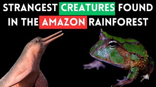 Strangest Creatures Found in the Amazon Rainforest by Slides TV 136 views 2 weeks ago 4 minutes, 49 seconds