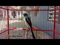 Kompilasi Cendet Gacor Isian Lovebird Mp3 - Mp4 Download