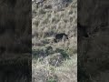 Have you ever seen a WILD PIG in the DUNES 🐗!? #hoghunting