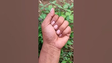 Aziatische kevers die je nog nooit hebt gezien 🐜🐜🤪😱🌿 #anyuniqueanimals #beetle #insects #beautifu...