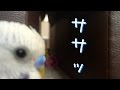 ササッ…と忍び足でゴーペンに会いに行くピピ（生後３ヶ月半）Budgie Parakeet [#019]