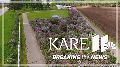 Purple Maze: 'Lilac labyrinth' opens to public for third year