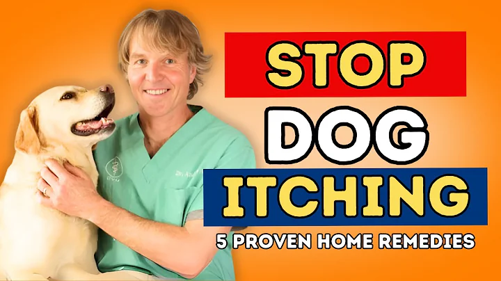 Dog Allergies? Try These 5 Proven Home Remedies to End the Itch!