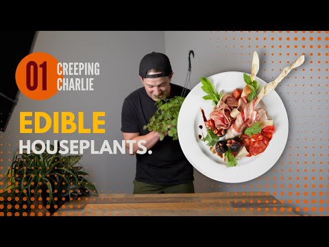 Video: Vai var ēst ložņājošos Čārlija augus - ēdamās zemes efejas novākšana un sagatavošana