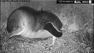 Камера гнезда колонии синих пингвинов Оамару - The nest chamber of the Oamaru Blue Penguin colony.