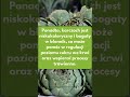 Karczoch ma wiele wlasciwosci prozdrowotnych, znasz je? #dieta #zdrowie