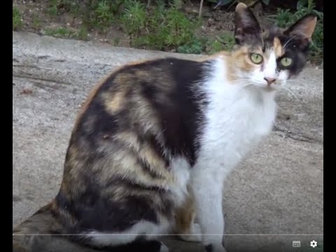 공원인근에서  행복한 시간을 보내는 예쁜 고양이 3남매들,3 cute cats <strong>having</strong> a happy <strong>time</strong> near a beautiful Jeonju Deokjin Park