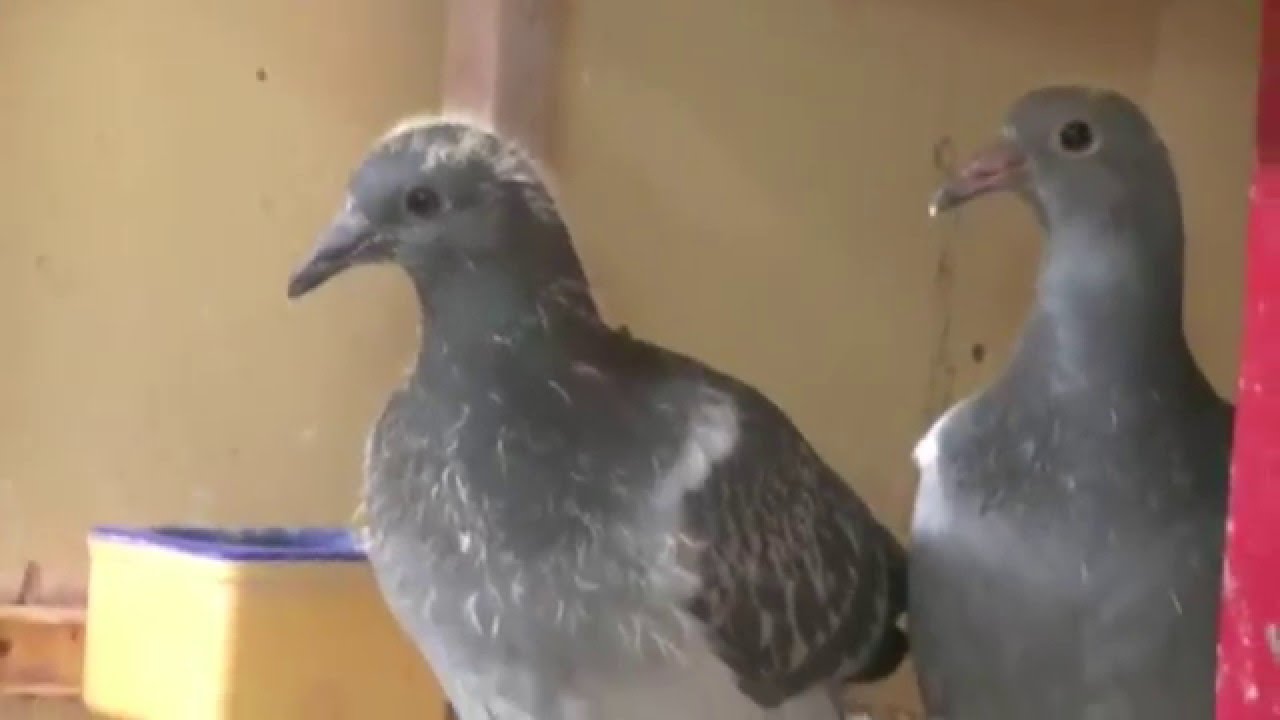 Kunstmatige Vliegende Duiven Simulatie Schuim Vogels Witte Gevederde Duiven Voor Craft Bruiloft Decoratie Party Accessoires Kerstboom Ornamenten