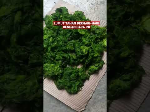 Video: Bagaimana lumut bertahan hidup?