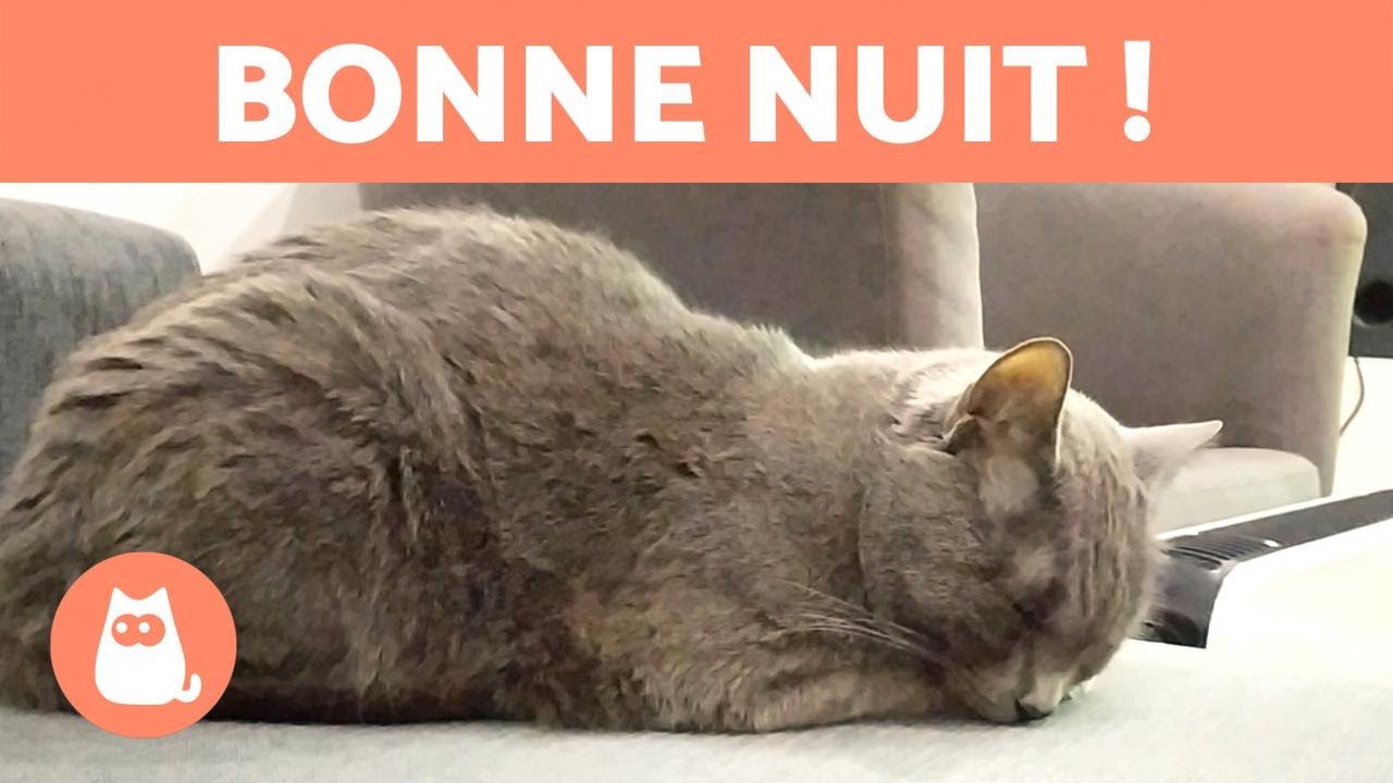 8 Positions Des Chats Qui Dorment Et Leur Signification Youtube