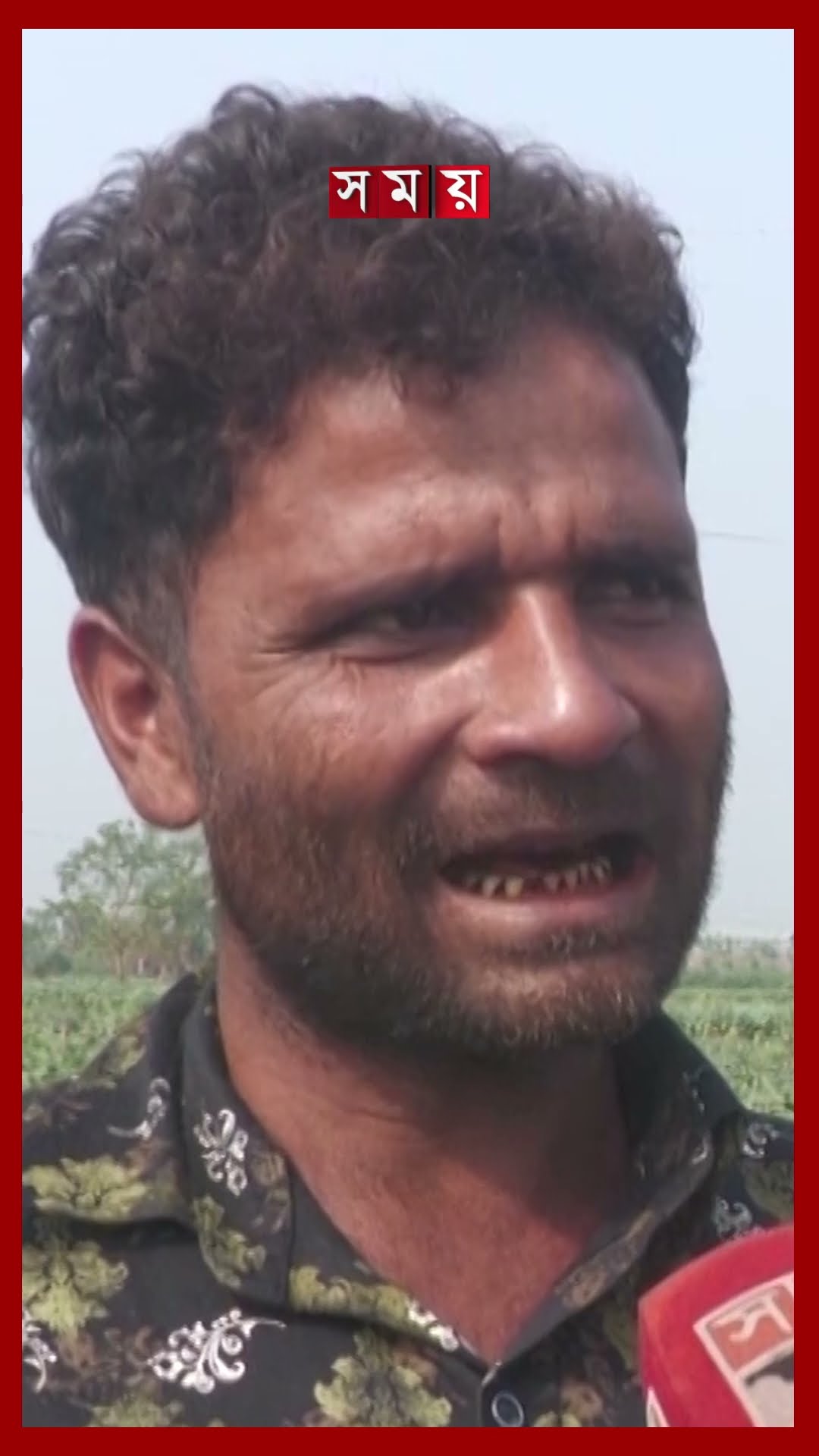 পোকার আক্রমণে জামালপুরে গোল বেগুন চাষে বিপর্যয় #eggplant #cultivation #jamalpur #shorts #somoytv