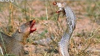 Mongoose vs Cobra, Snake fight Videos Compilation 2015
