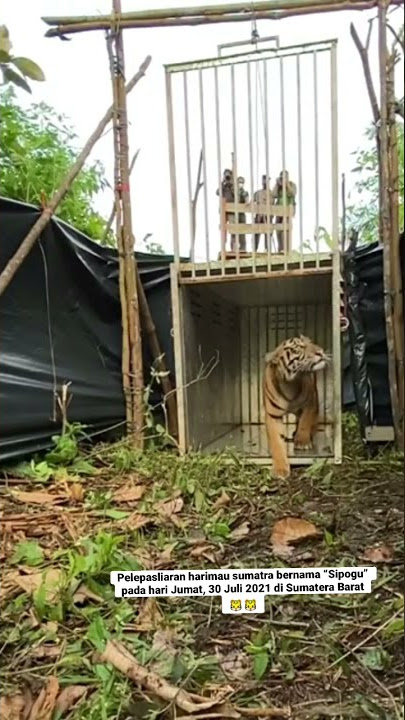 Pelepasliaran harimau sumatra berjenis kelamin betina bernama “Sipogu” oleh BKSDA Sumatera Barat