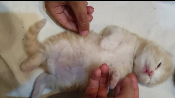 Video 11684801: persiancat baby cat, cute persian cat, baby enjoy cat, enjoys cute funny cat, baby kitty, kitty love