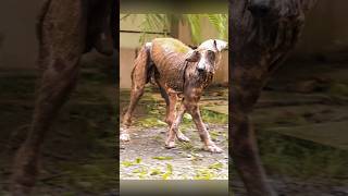 Recuperation of a dog with a hematoma, wounds filled with maggots, and severe skin disease