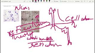 neuron doctrine