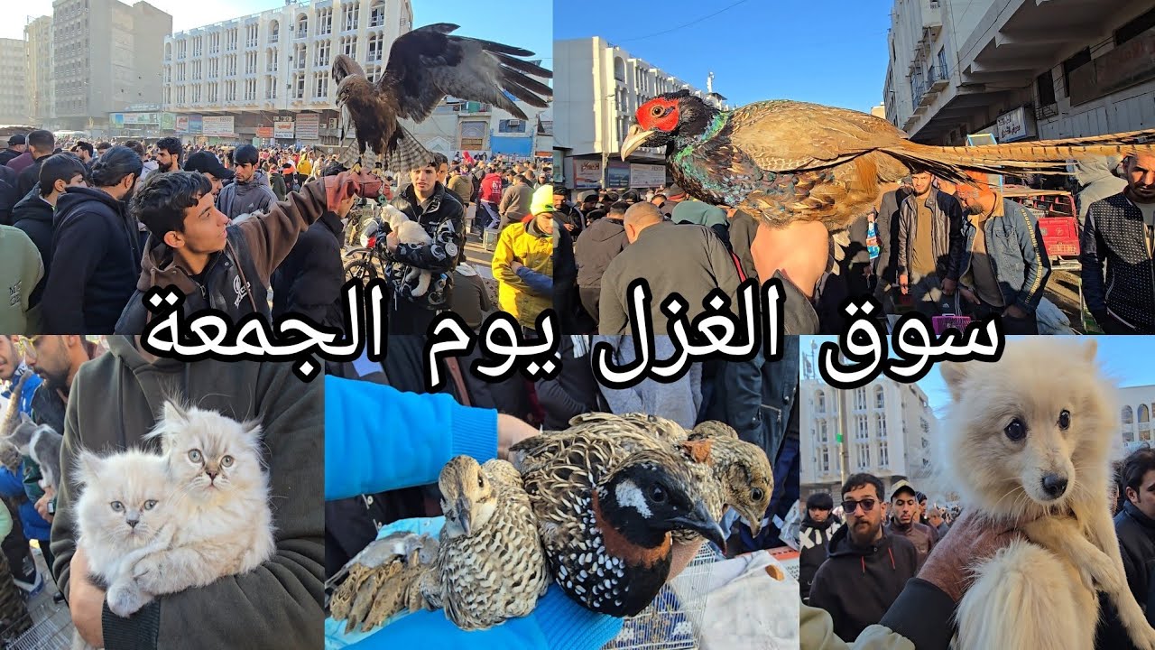 سوق الغزل يوم الجمعة انواع الحيوانات والطيور مخلوقات اول مره تشوفوها2025/1/10